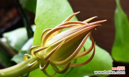 昙花开——命运转折的信号 昙花开