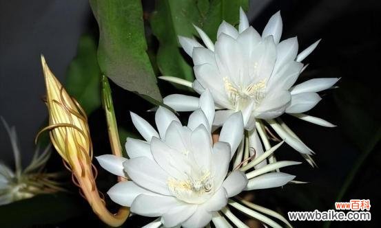 昙花开——命运转折的信号 昙花开