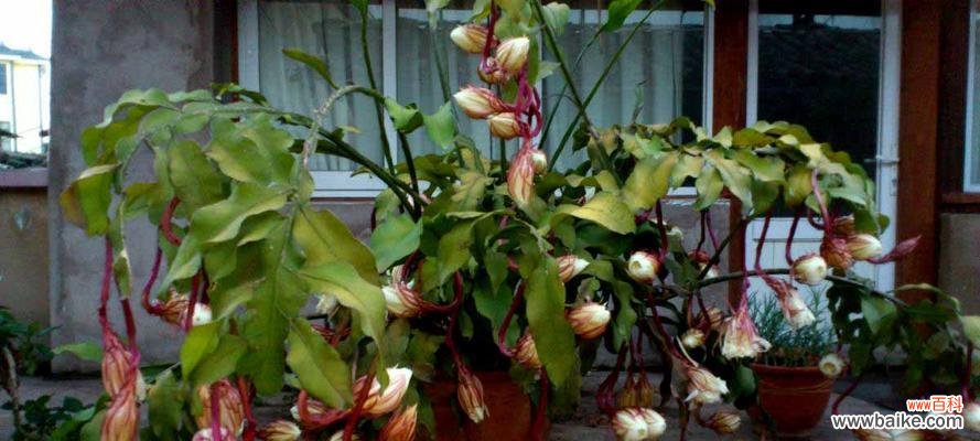 昙花花语及其寓意的深刻启示 昙花