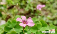 古老传说 酢浆草