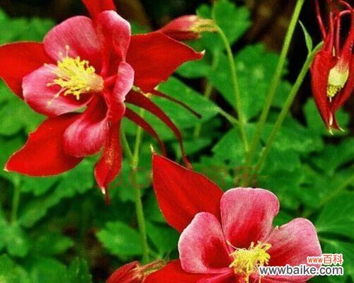 传说中的上天宝物耧斗菜之美 耧斗菜