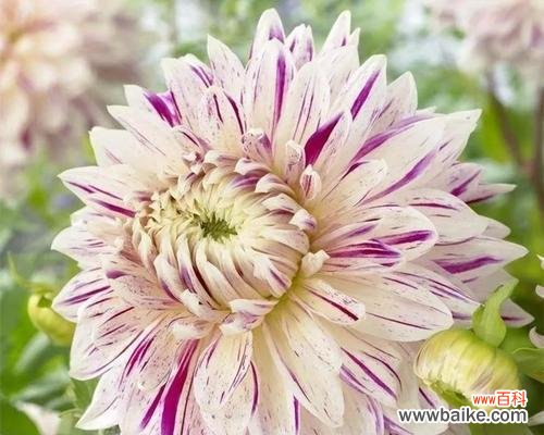 传说中的上天宝物耧斗菜之美 耧斗菜