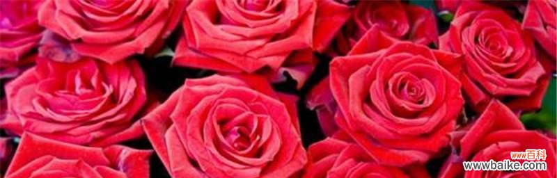 20朵红玫瑰的花语与象征意义 20朵红玫瑰的花语之深情厚意