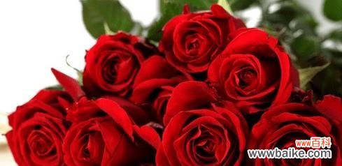 玫瑰花语的意义和传统象征 19朵玫瑰花语解析