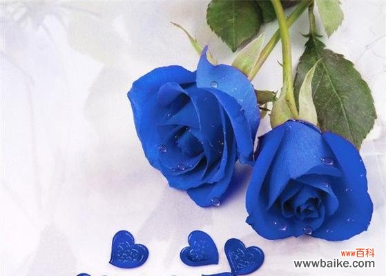 揭秘玫瑰的花语及其背后的意义 32朵玫瑰的花语——浪漫与承诺