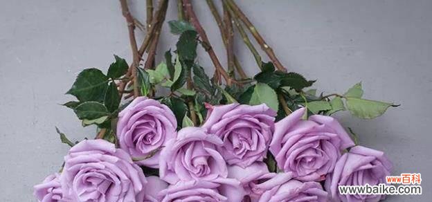 解密35朵玫瑰所传递的情感与寓意 35朵玫瑰的花语及象征意义