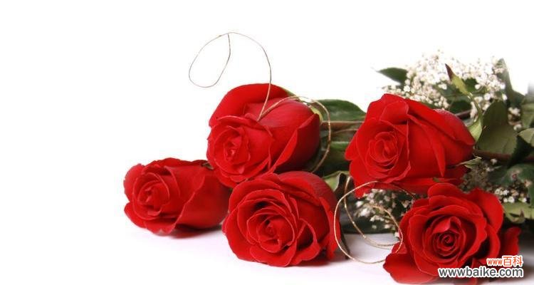 传递爱情与关怀的玫瑰花 33朵玫瑰花花语的深意