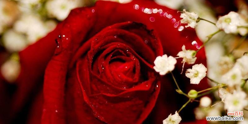 解读39朵玫瑰花的神秘花语 39朵玫瑰花的花语与寓意