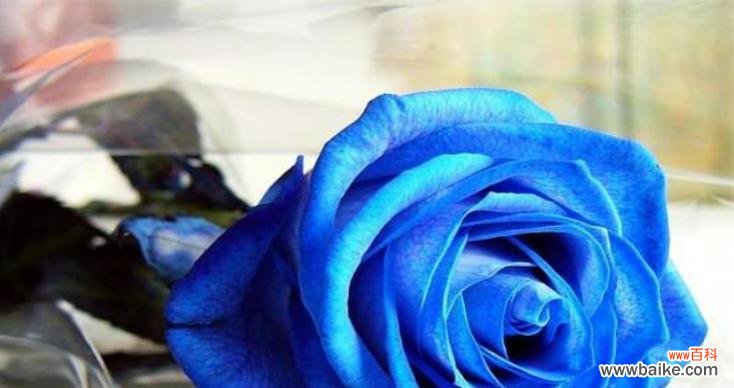 解读花海中的情感密码——87朵玫瑰花花语 浪漫的玫瑰花语