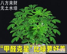 财富源源不断 八方来财树开花，预示着什么意思