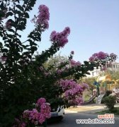 紫薇花盛开在安阳 安阳的市花紫薇花及其象征意义