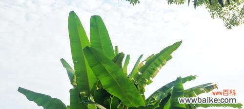 揭秘芭蕉树的风水奥秘与象征意义 芭蕉树的风水作用与寓意