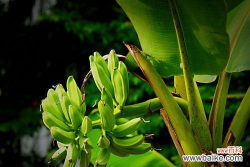 营造吉祥和平安 芭蕉的风水寓意和摆放位置解析