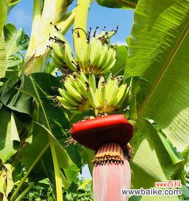 营造吉祥和平安 芭蕉的风水寓意和摆放位置解析