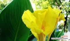 营造吉祥和平安 芭蕉的风水寓意和摆放位置解析