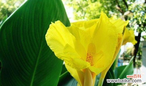 营造吉祥和平安 芭蕉的风水寓意和摆放位置解析