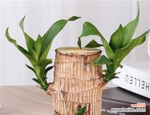 揭秘以巴西木花语的深层含义 以巴西木花语与寓意的神秘之美