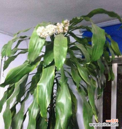 揭秘以巴西木花语的深层含义 以巴西木花语与寓意的神秘之美