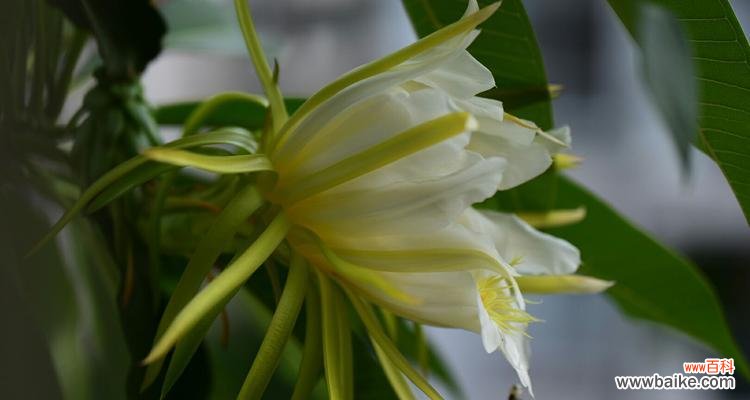 探寻霸王花的开花时间与生命寓意 霸王花盛放,寓意生命之美