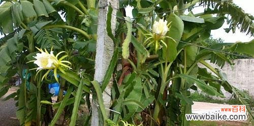 探寻霸王花的开花时间与生命寓意 霸王花盛放,寓意生命之美