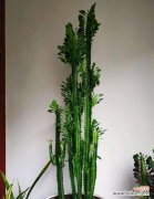 解密霸王鞭的独特寓意和正确摆放位置 探秘霸王鞭的风水寓意及摆放位置