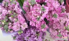 探索白芨开花的奥秘与含义 白芨开花的花语与寓意