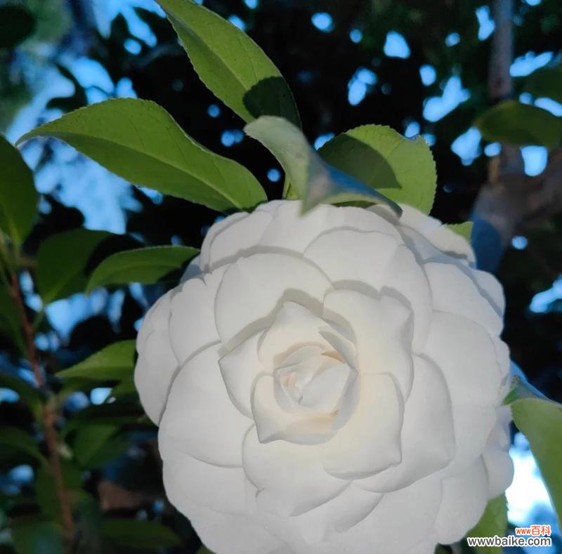 探索白茶花的花语和寓意 白茶花