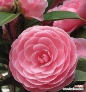 探索白茶花的花语和寓意 白茶花