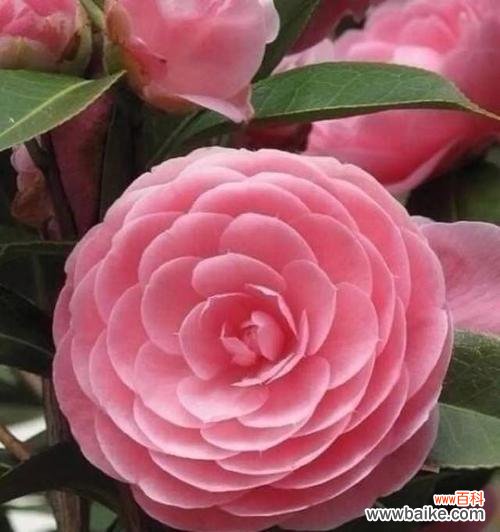 探索白茶花的花语和寓意 白茶花