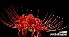 探寻白彼岸花的寓意与美学价值 白彼岸花的含义与象征