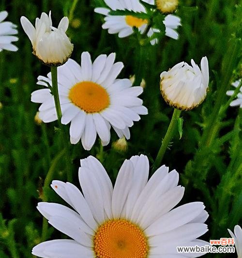 探寻白晶菊花开的奥秘 白晶菊的花语与寓意——生命的美丽与坚韧