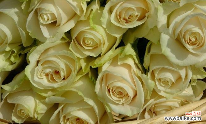 纯洁 白玫瑰花的象征意义