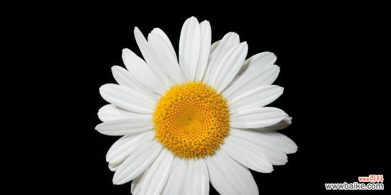 纯洁无暇 白色雏菊的花语与寓意