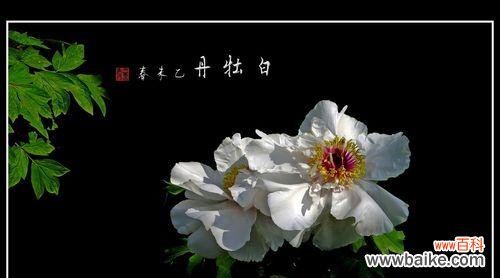 揭示白牡丹花的吉祥象征和风水功效 白牡丹花的风水寓意与作用