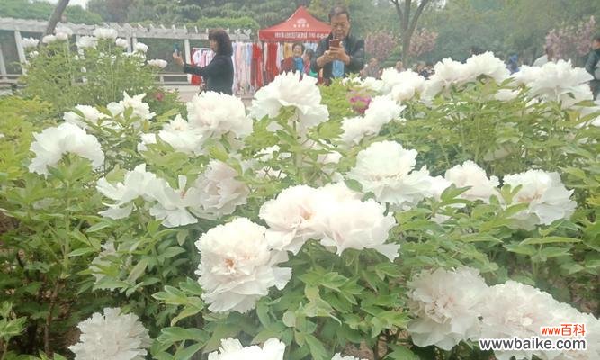 揭示白牡丹花的吉祥象征和风水功效 白牡丹花的风水寓意与作用