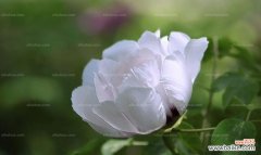 揭示白牡丹花的吉祥象征和风水功效 白牡丹花的风水寓意与作用