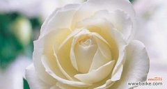 揭开白色玫瑰背后的15个秘密 白色玫瑰的花语之美