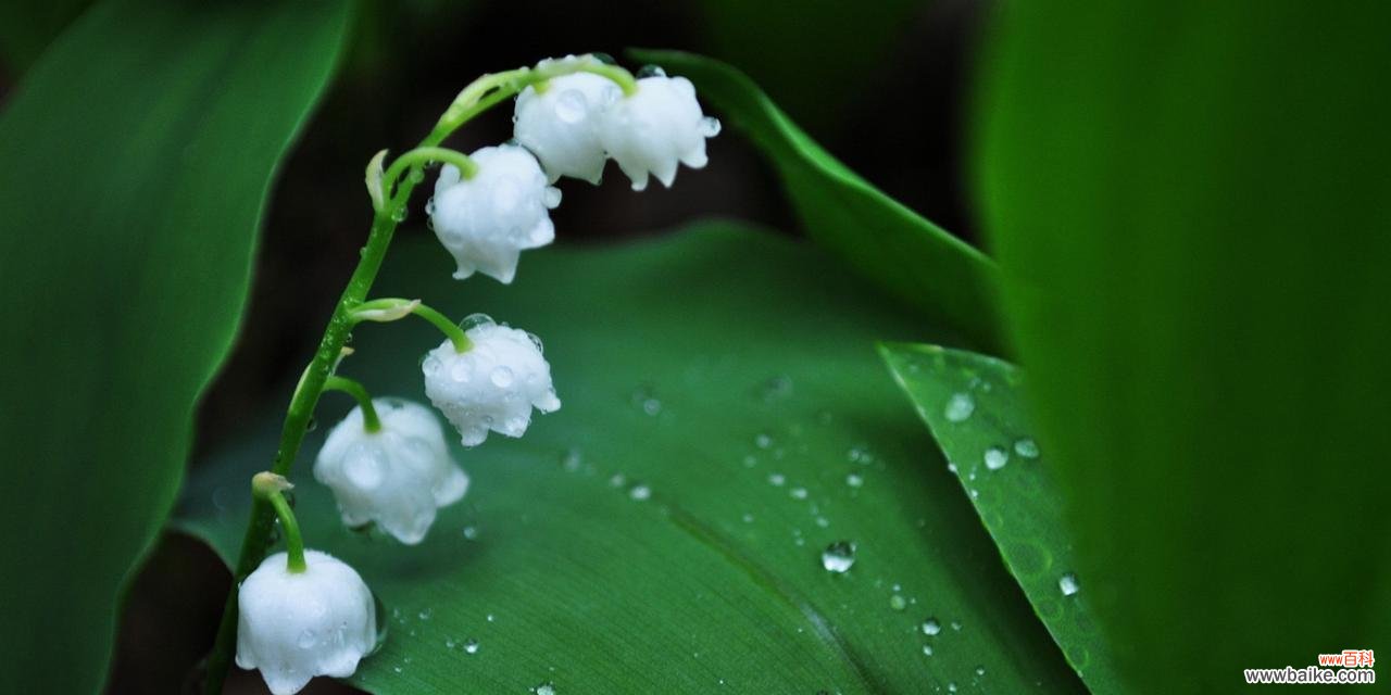 揭示白色花朵的意义与文化价值 白色花的象征意义与传承