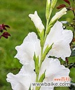 揭示白色花朵的意义与文化价值 白色花的象征意义与传承