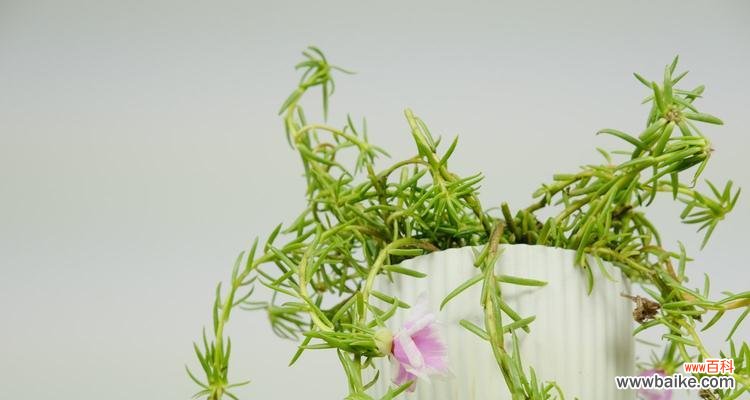 探究白太阳花在文化中的意义和象征 白太阳花——纯洁与希望的象征