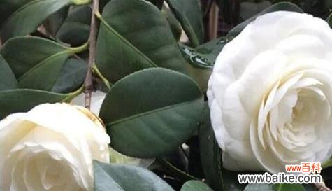 探索白色山茶花所传达的内涵和象征意义 白色山茶花的花语与寓意