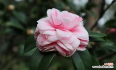 白色山茶花 白色山茶花的花语