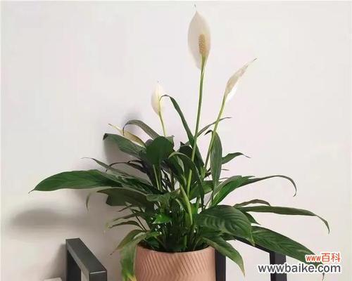 探索白掌花的神秘之美 白掌花语