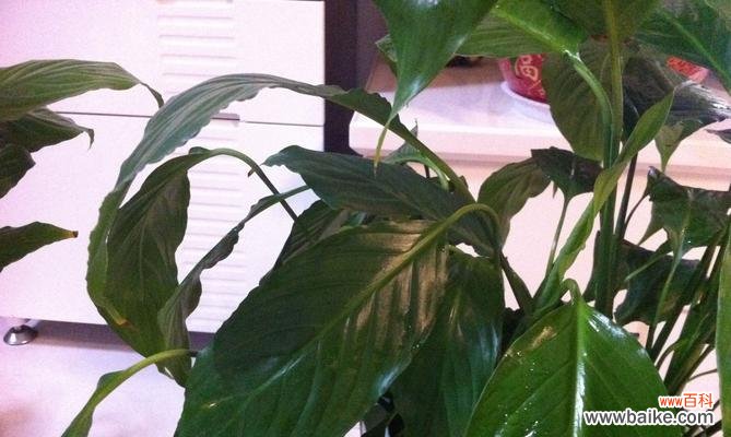 探索白掌花的神秘之美 白掌花语