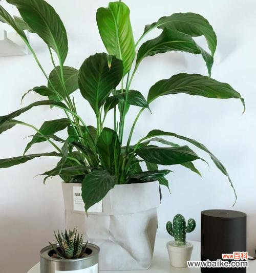 招财纳福的吉祥之手 白掌的象征意义与风水作用