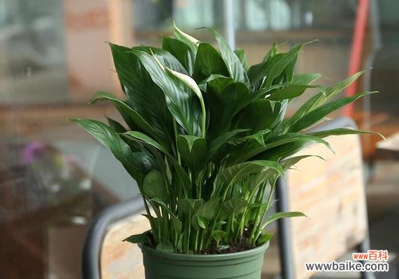 招财纳福的吉祥之手 白掌的象征意义与风水作用