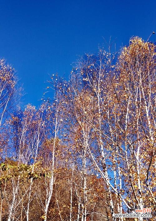 探秘白杨树开花的绚丽姿态与象征意义 白杨树开花的美丽与寓意