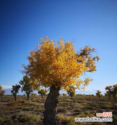 探秘白杨树开花的绚丽姿态与象征意义 白杨树开花的美丽与寓意