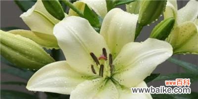 揭秘百合花的秘密与意义 百合花的象征与风水寓意