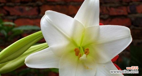 揭秘百合花的秘密与意义 百合花的象征与风水寓意